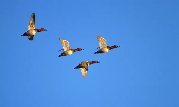 Patos pochard voando — Fotografia de Stock