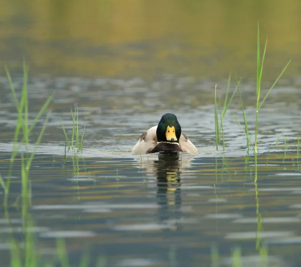 池の上のマガモは — ストック写真