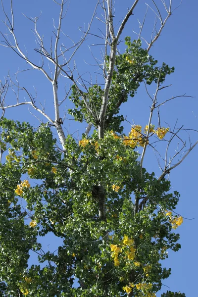 Übergang zum Herbst — Stockfoto