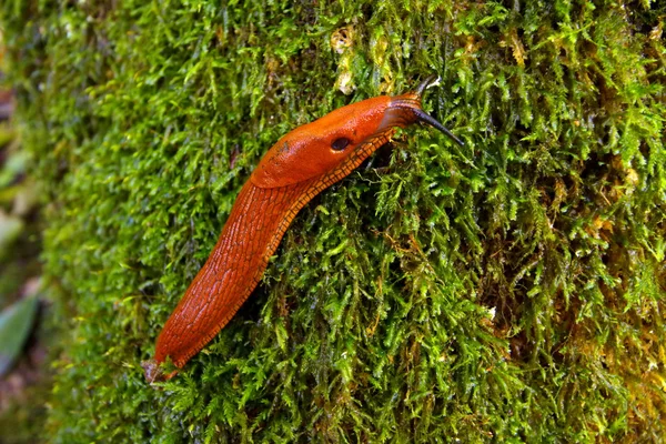 Slug in the forest — Stock Photo, Image