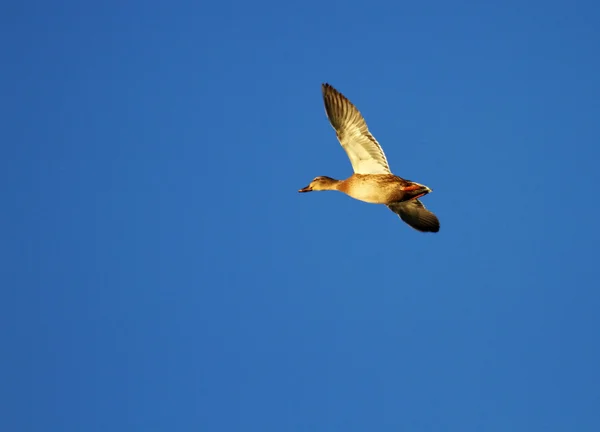 Γυναίκα mallard πάπια που φέρουν — Φωτογραφία Αρχείου