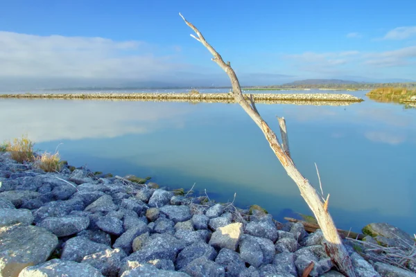 Tronco muerto, Cudrefin, Suiza (HDR ) — Foto de Stock