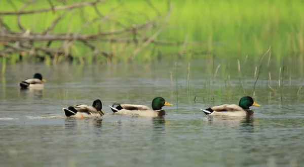 Patos-reais em uma lagoa — Fotografia de Stock