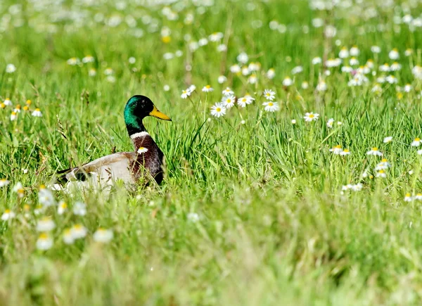 Gräsand och blommor — Stockfoto