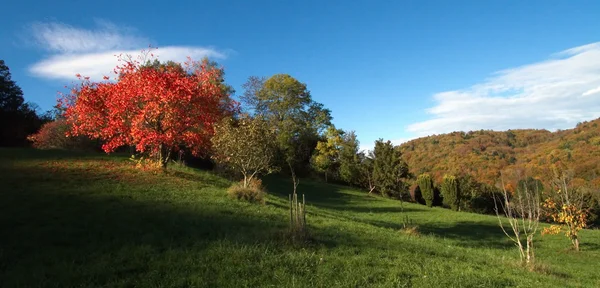 Alone rosso albero autunnale — Foto Stock