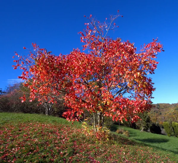Alone red autumn tree — Stock Photo, Image