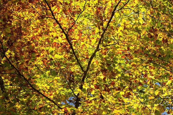 彩叶树种落叶的秋天 — 图库照片