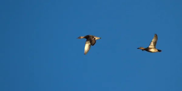 Pochard patos volando — Foto de Stock