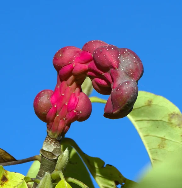 Magnolia Sayonara seed pods — Stock Photo, Image