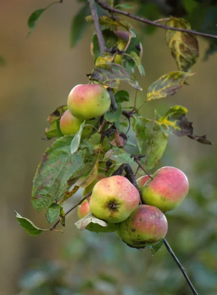 Äpfel am Baum — Stockfoto