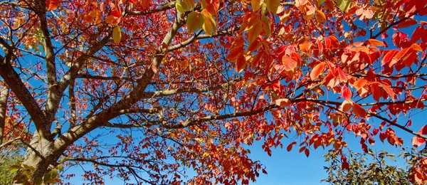 Albero rosso autunno — Foto Stock