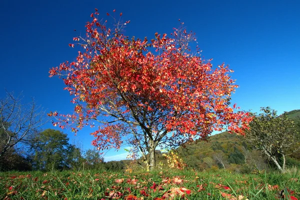 Alone red autumn tree — Stock Photo, Image