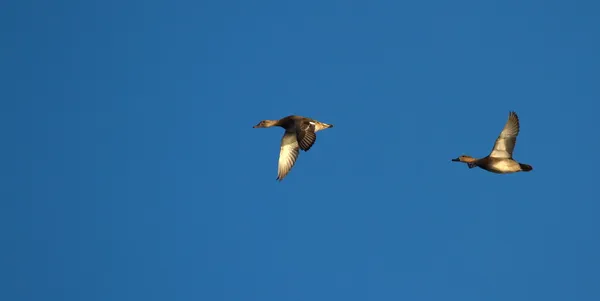 Pochard ducks flying — Stock Image Pochard ducks flying Stock Photo