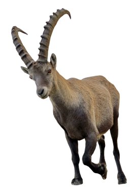 Wild alpine ibex - steinbock portrait clipart