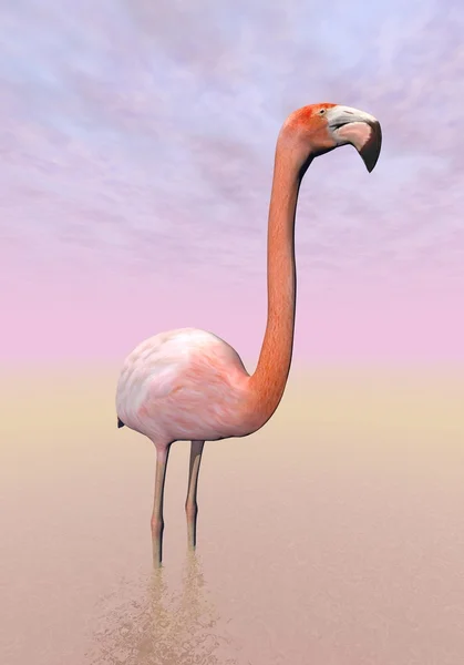 Фламинго - 3D рендеринг — стоковое фото