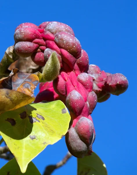 Magnolia sayonara utsäde pods — Stockfoto