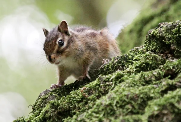 Tamias sur un arbre — Photo