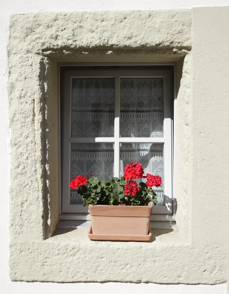 Geraniums bij het raam — Stockfoto