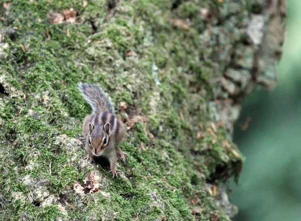 나무에 달려 있는 얼룩 다람쥐 — 스톡 사진