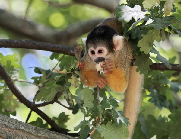 Squirrel monkey eating — Stock Photo, Image