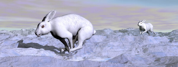 Arctic hares - 3D render