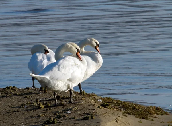 Cigni bianchi vicino al lago — Foto Stock
