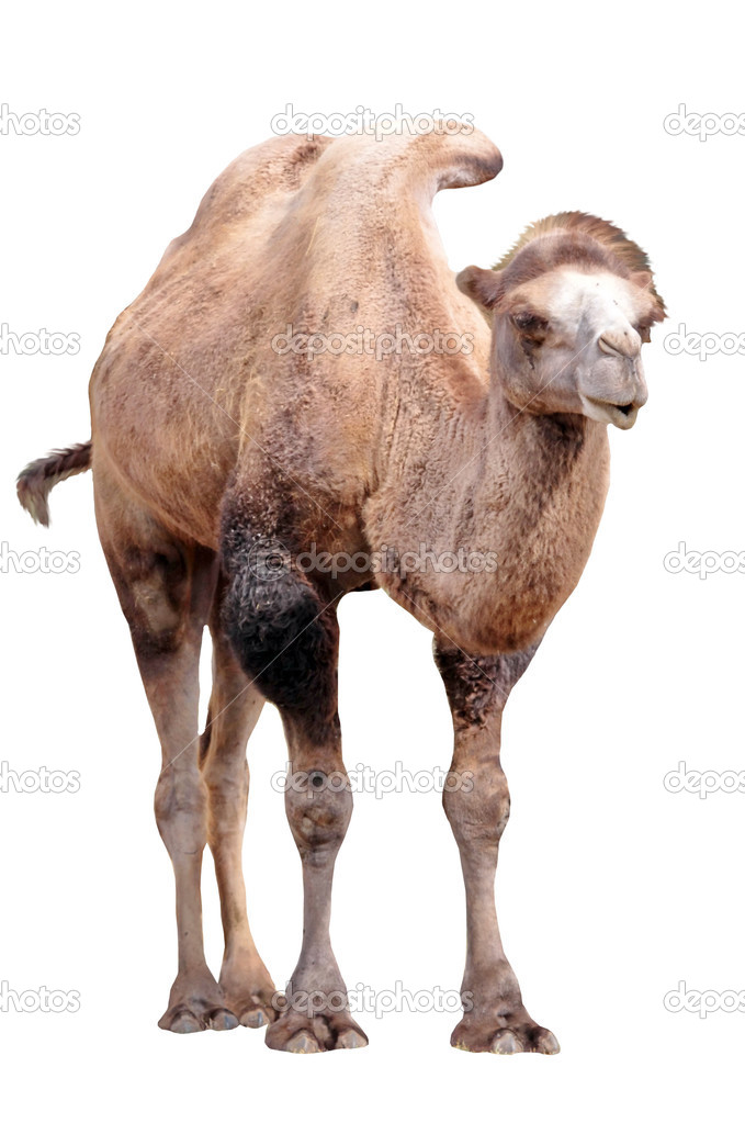 Standing camel