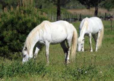 atları camargue, Fransa