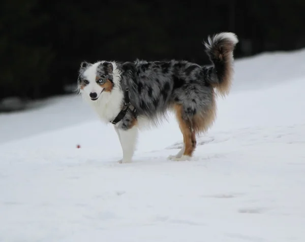 Australian shepherd in the snow — Stock Photo, Image