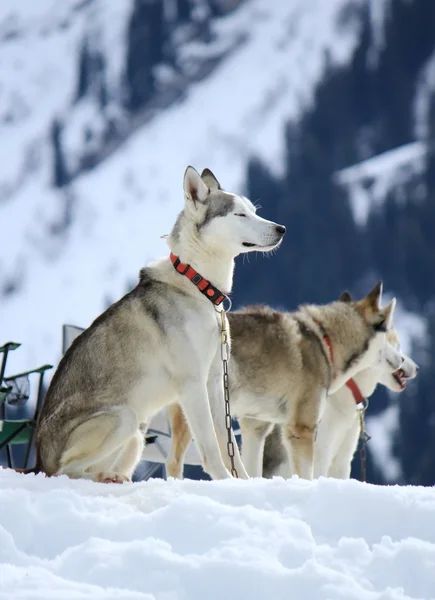 Siberische husky honden rusten — Stockfoto