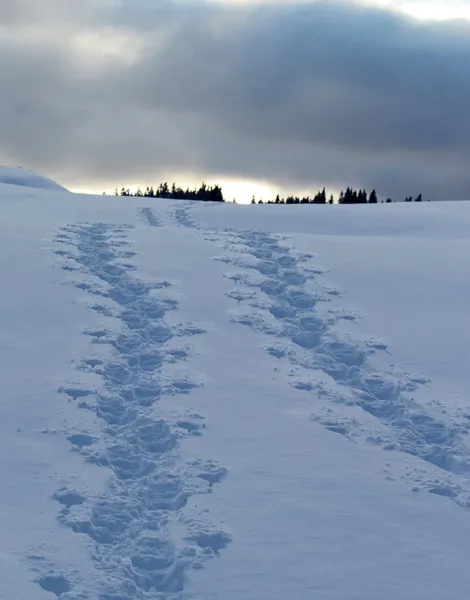 Fotsteg i snön — Stockfoto