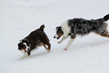 Karda oynayan Avustralyalı çoban
