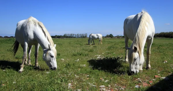 Hästar i camargue, Frankrike — Stockfoto
