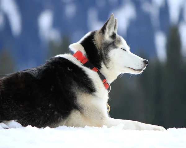 Istirahat Sibirya husky köpek — Stok fotoğraf