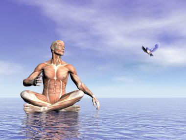 Muscles of man and bird - 3D render clipart