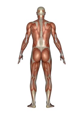 kas adam - 3d render geri
