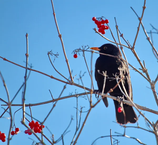 Blackbird на ветке — стоковое фото