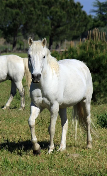 Άλογα στην camargue, Γαλλία — Φωτογραφία Αρχείου