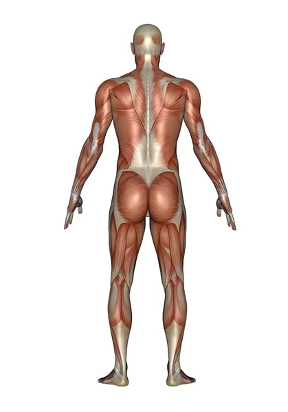 Back muscles of man - 3D render — Stock Photo, Image