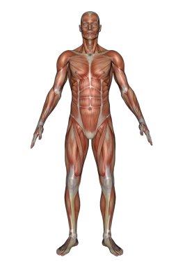 adam - 3d render ön kasları