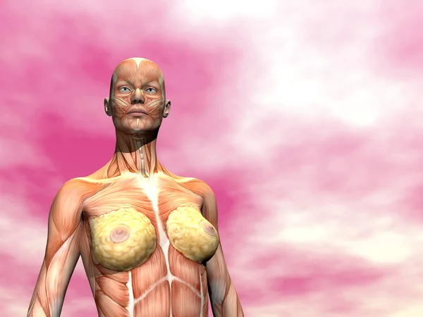 Muscoli della donna - rendering 3D — Foto Stock