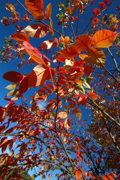 Hojas de roble rojo de otoño —  Fotos de Stock