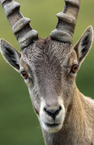 Íbice alpino salvaje - retrato steinbock — Stok fotoğraf