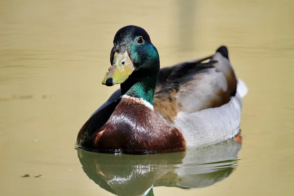 Canard colvert sur un étang — Photo