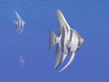 angelfishes sualtı-3d render