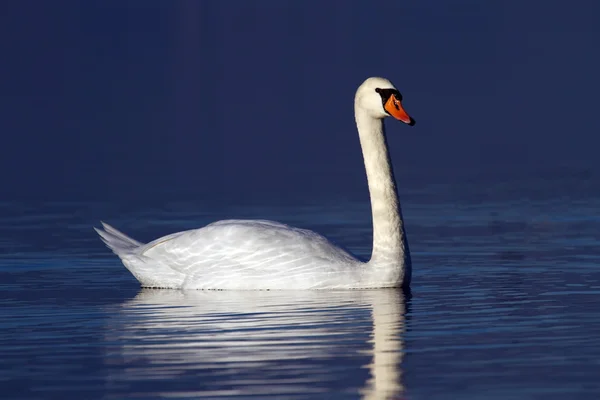 Su üzerinde MUTE swan — Stok fotoğraf