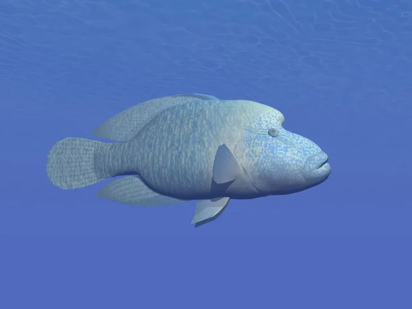 Napoleon fish underwater - 3D render — Stock Photo, Image