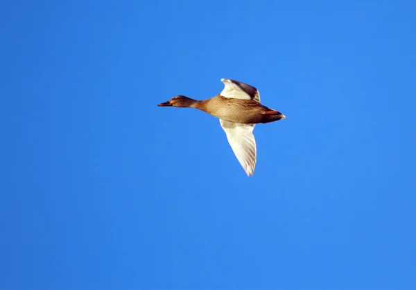 Pato real hembra Volando — Foto de Stock