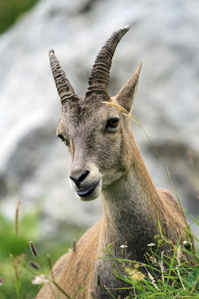 Ibex alpino selvagem feminino - retrato de steinbock — Fotografia de Stock