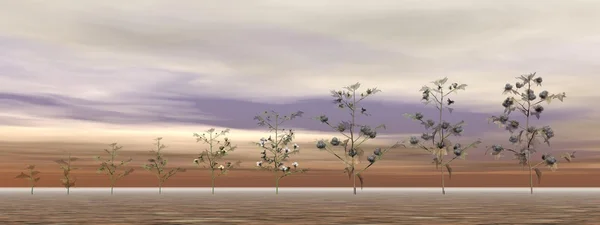 Growing cotton plants - 3D render — Stock Photo, Image